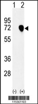 NASP Antibody (N-term)