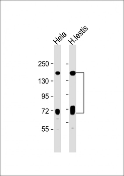 NASP Antibody (N-term)
