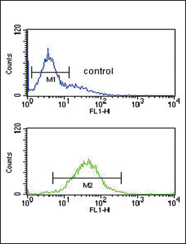 HIF1A Antibody