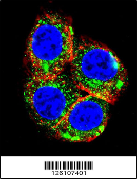NR3C1 Antibody (C-term)
