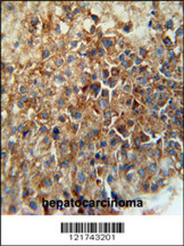 CD46 Antibody (C-term)