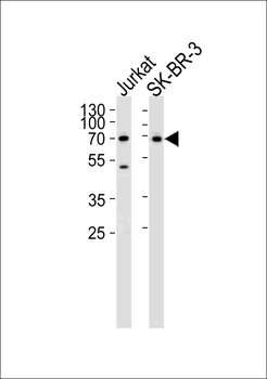 CD46 Antibody (C-term)