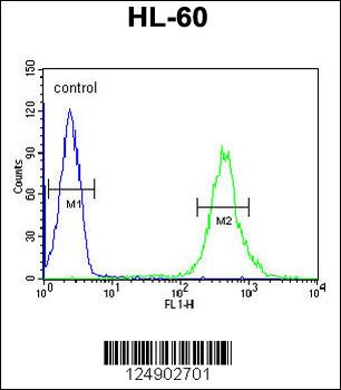 CRIP1 Antibody (C-term)