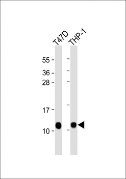 CRIP1 Antibody (C-term)