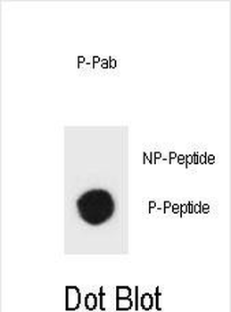 Phospho-rat TSC1(Y297) Antibody