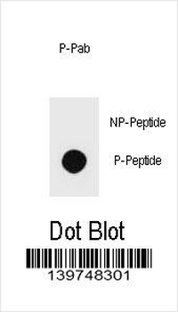 Phospho-PTEN(S229) Antibody