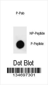 Phospho-GATA6(Y271) Antibody