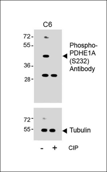 Phospho-PDHE1A(S232) Antibody