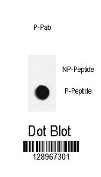 Bi-Phospho-JNK1(T183/Y185) Antibody