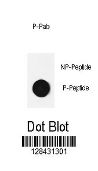 Phospho-Cofilin(Ser3) Antibody