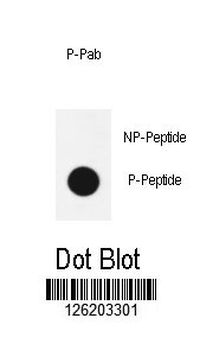 phospho-Sox2(S246) Antibody