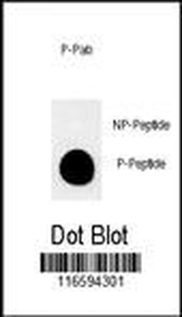 Phospho-MUC1(T1224) Antibody