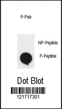 Phospho-EphA2(S897) Antibody