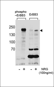 Phospho-ERBB3(Y1289) Antibody