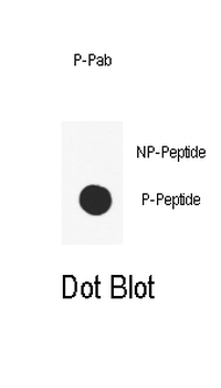 Phospho-SMAD2(T220) Antibody