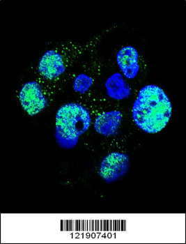 Phospho-eNos(S1177) Antibody