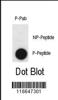 Phospho-CLDN2(Y224) Antibody
