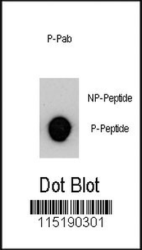 Phospho-MUC1(Y1229) Antibody