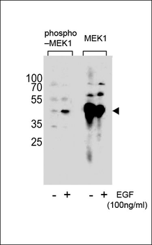 Phospho-MEK1(S222) Antibody