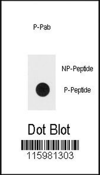 Bi-Phospho-ERK1/2(T202/Y204) Antibody