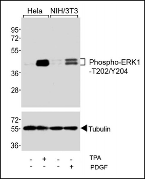 Bi-Phospho-ERK1/2(T202/Y204) Antibody