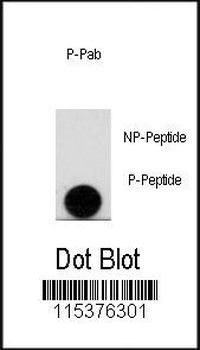 Phospho-LEO1(S10) Antibody