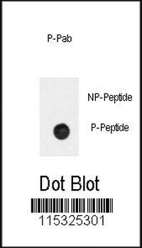 Phospho-BAR2(S261) Antibody