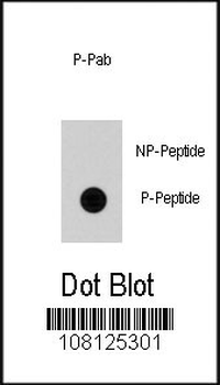 Phospho-Cdc25A(S79) Antibody