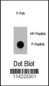 Phospho-Dnmt1(S714) Antibody