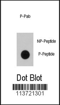 Phospho-BRAF(T400) Antibody