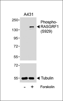 Phospho-RASGRF1(S929) Antibody