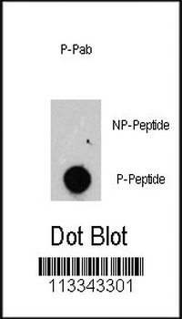 Phospho-FRAP1(S2481) Antibody