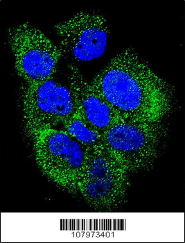 Phospho-ABL(Y204) Antibody