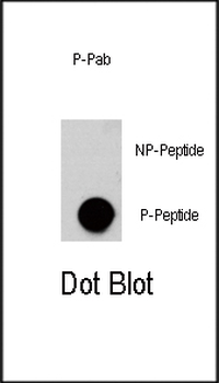 Phospho-AKT3(S472) Antibody