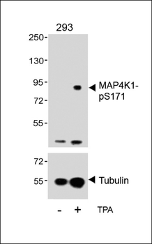 Phospho-MAP4K1(S171) Antibody