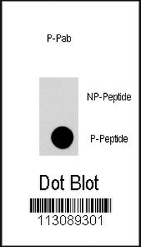 Phospho-FRAP1(T2446) Antibody