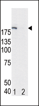 Phospho-EGFR(Y1172) Antibody
