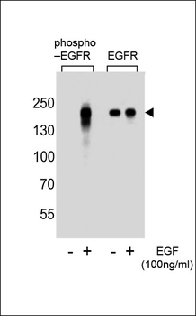 Phospho-EGFR(Y1172) Antibody