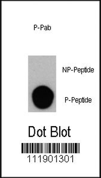 Phospho-PI3KC3(S164) Antibody