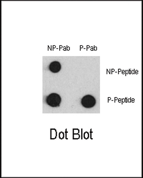 Phospho-MEF2C(S387) Antibody