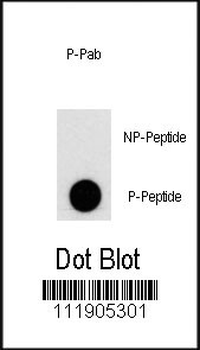 Phospho-PI3KC3(S676) Antibody