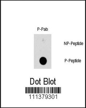 Phospho-HSPB1(S78) Antibody