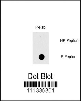 Phospho-RAF1(T269) Antibody