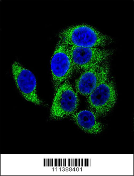 Phospho-TSC2(S1387) Antibody