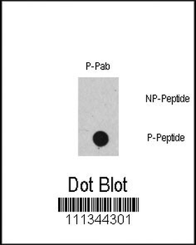 Phospho-RAF1(S471) Antibody