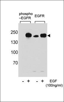 Phospho-EGFR(Y1069) Antibody
