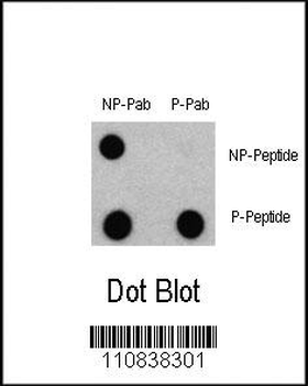 Phospho-LC3C(S12) Antibody