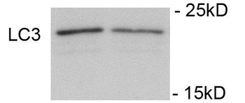Phospho-LC3C(S12) Antibody