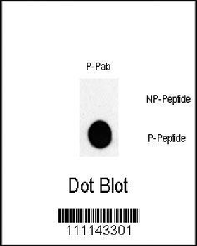 Phospho-JUN(T243) Antibody