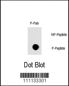 Phospho-RAF1(S296) Antibody